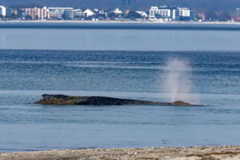 Gestrandeter Wal an der Ostsee: Schaulustige strömen nach Timmendorfer Strand