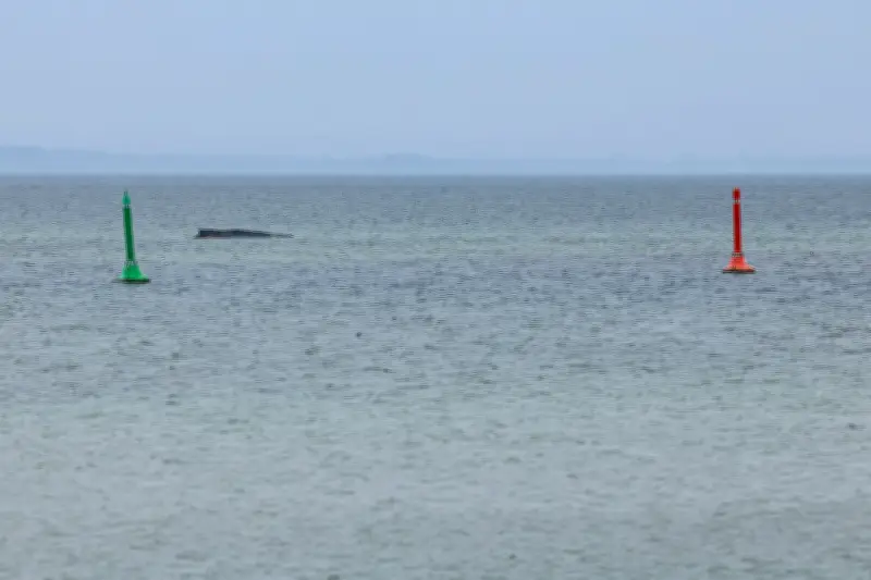 Gestrandeter Wal in Ostsee: Rettungsversuch mit Saugbagger scheitert erneut