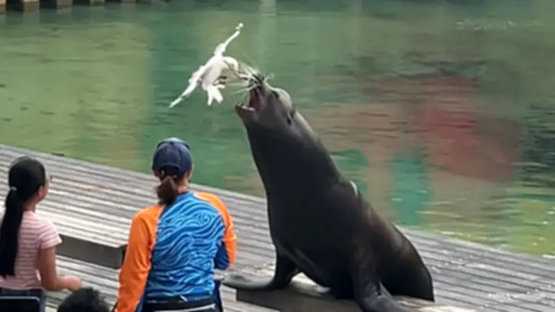 Gewagter Raubzug: Möwe stiehlt Fisch bei Seelöwen-Show vor den Augen eines Kindes