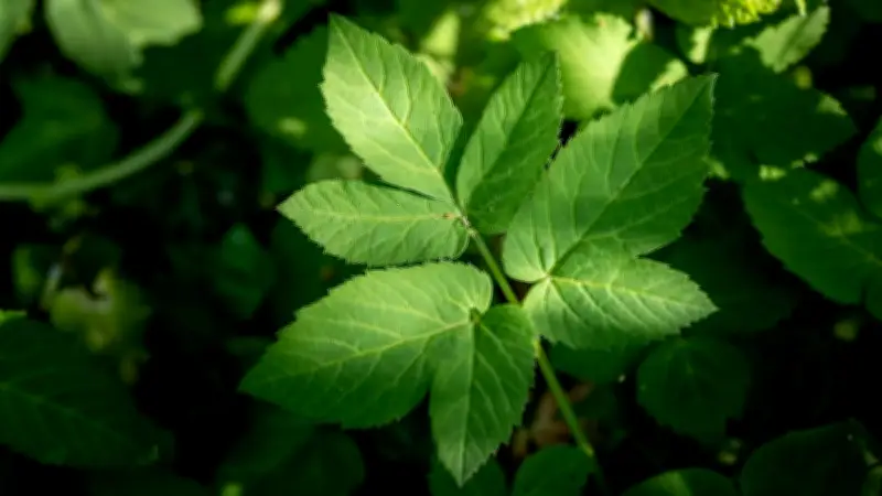 Giersch-Bekämpfung im Garten: Effektive Methoden gegen das hartnäckige Unkraut