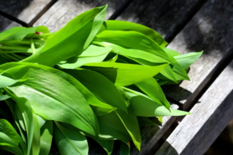 Giftige Doppelgänger im Wald: So erkennen Sie echten Bärlauch und vermeiden Vergiftungen