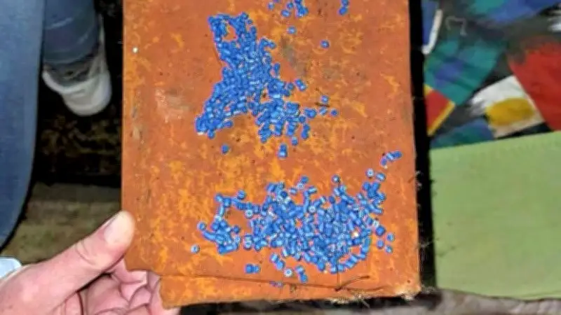 Giftköder in Katzenfutterstelle: Polizei ermittelt wegen Tierquälerei in Holzweißig