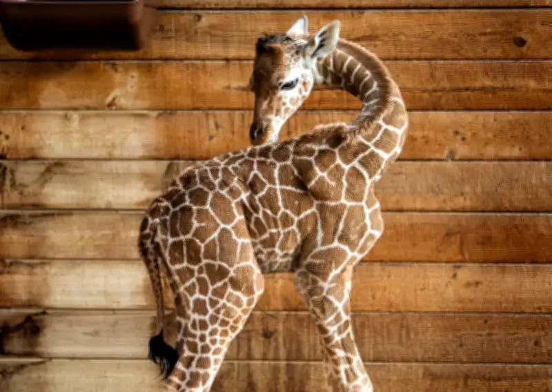 Giraffenbaby Mumbi im Opel-Zoo: Handaufzucht als Hoffnung für bedrohte Art