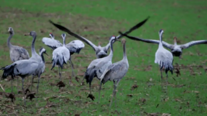 Glücksbringer kehrt zurück: Dieser tierische Reisende besucht Halle im Frühling
