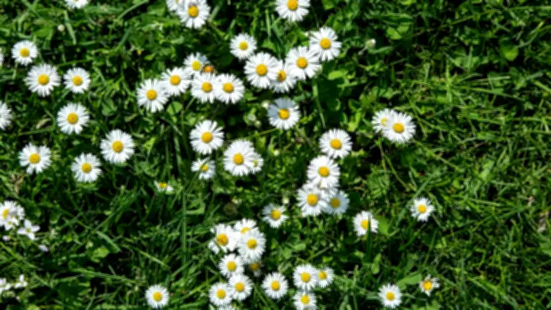 Gänseblümchen im Rasen: Zeigerpflanze oder harmlose Zierde? Experte klärt auf