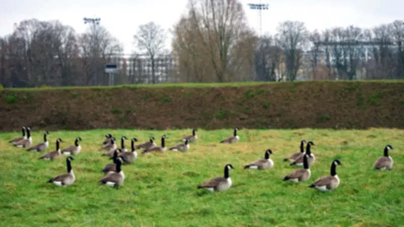 Gänseplage in Neuss: Landesgartenschau kämpft gegen gefräßige Wildgänse