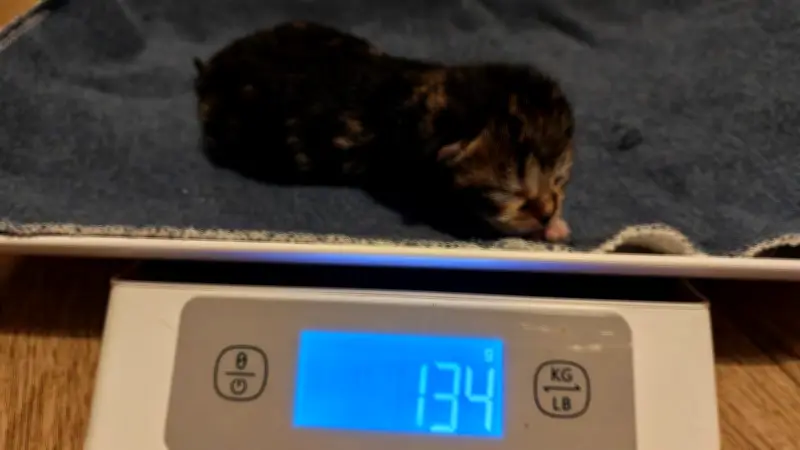 Grausamer Fund in Wallwitz: Sechs neugeborene Kitten in Futterbox ausgesetzt