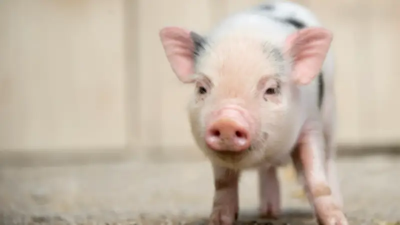 Grausiger Fund in Witzhave: Zwei Minischweine mit Kehlenschnitt getötet