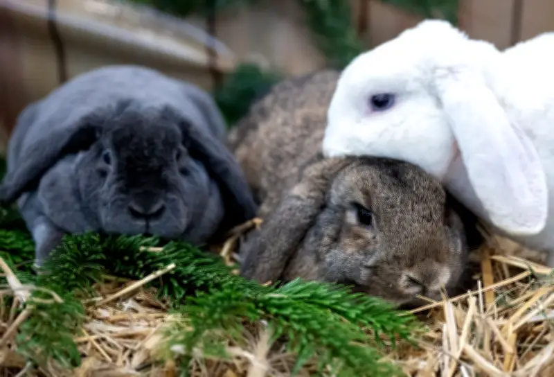 Grüne Kindertage in Leipzig: Junge Forscher erkunden heimische Wirbeltiere