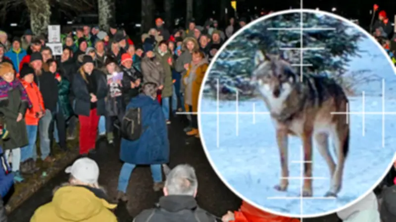 Grüne Ministerin ordnet Abschuss an: Hunderte demonstrieren für Wolf Grindi im Schwarzwald