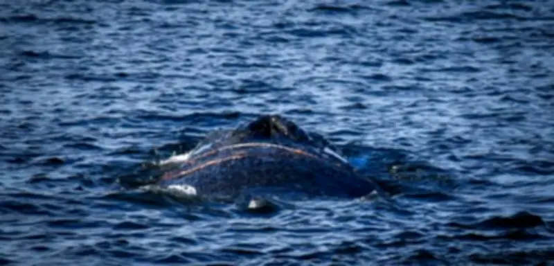 Großwal erneut in Not: Rettungseinsatz an der Ostseeküste bei Timmendorfer Strand
