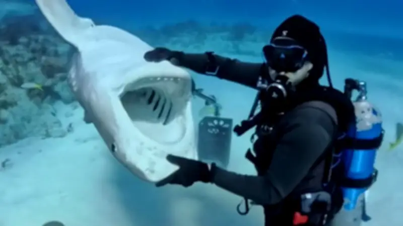 Haie vor Bahamas: Faszinierende Kuschel-Szenen in der Tiefsee entdeckt