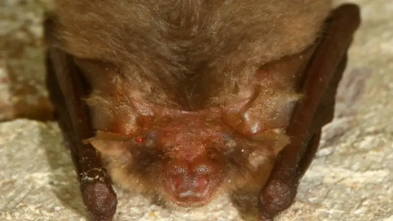 Halles tierische Bewohner: Das große Ohr des Fledermaus-Jahres