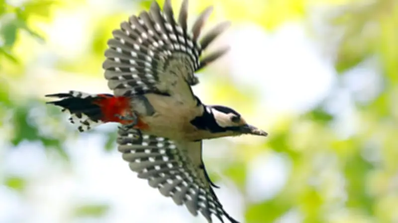 Halles tierische Bewohner: Der lautstarke Specht ist nur einer von vielen