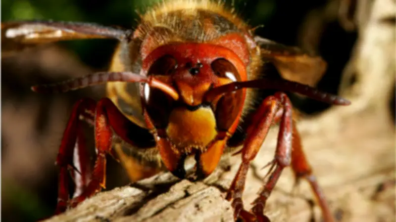 Halles tierische Mitbewohner: Der vermeintlich gefährliche Zeitgenosse vom 13. März