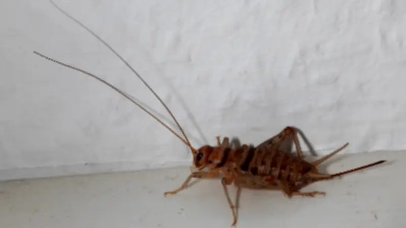 Halles tierische Mitbewohner: Ein Jahr voller tierischer Entdeckungen in der Stadt