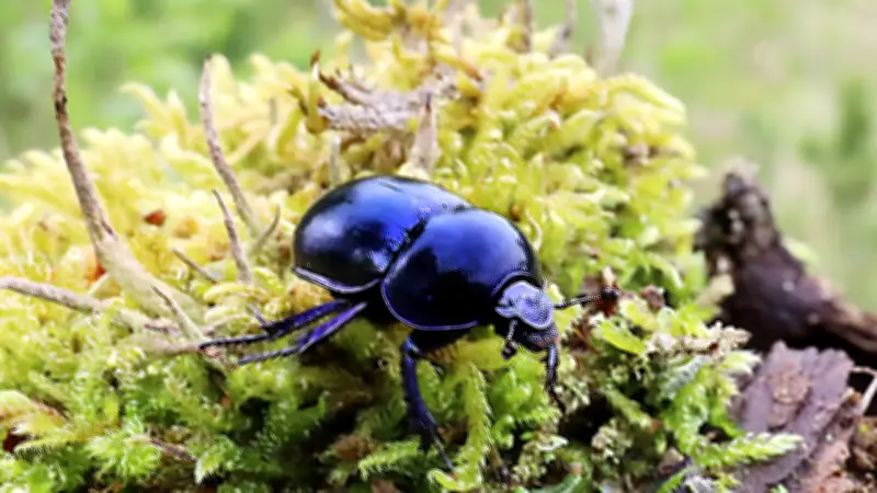 Halles tierische Müllabfuhr: Der hübsche Mitbewohner mit ökologischer Schlüsselfunktion