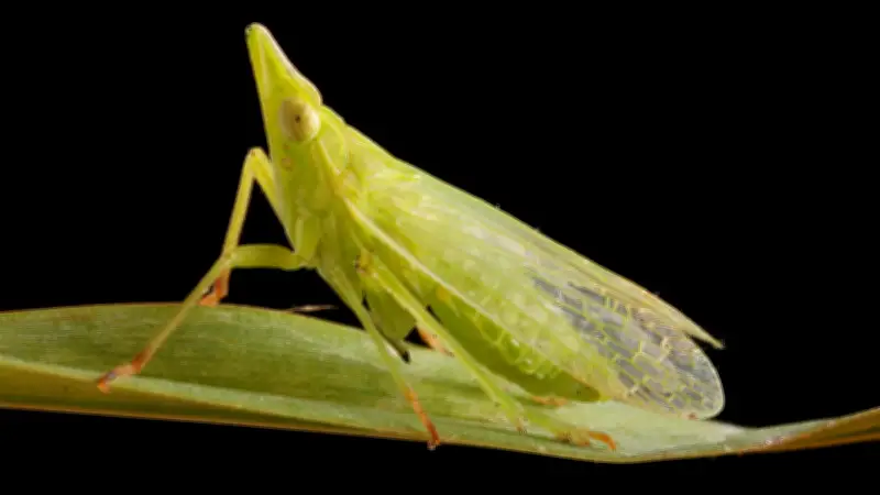 Halles tierische Nachbarn: Ein Jahr voller Entdeckungen in der Saalestadt