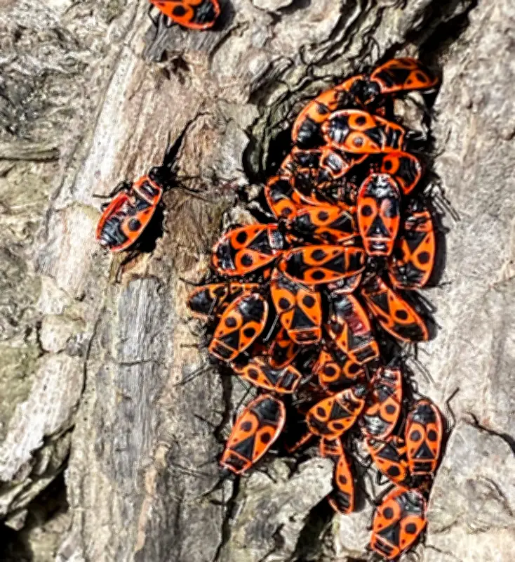 Halles tierische Nachbarn: Ein Jahr voller tierischer Entdeckungen in der Stadt
