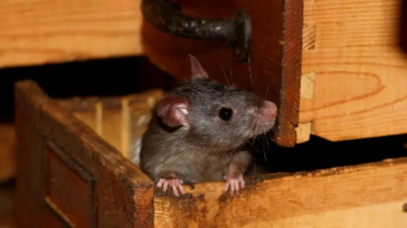 Halles tierische Nachbarn: Ein ungeliebter Mitbewohner im Fokus