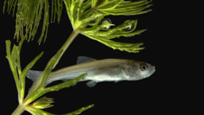 Halles tierische Vielfalt: Der Allesfresser unter Wasser im Fokus