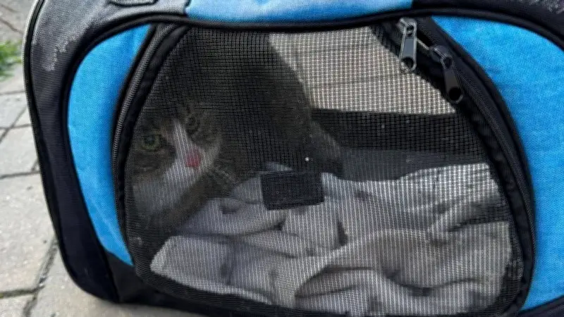 Herzloser Fund in Zeitz: Kater in eisiger Nacht vor Tierheim ausgesetzt