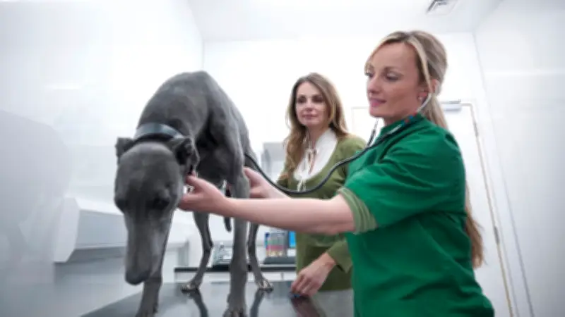 Herzwürmer bei Hunden: Symptome, Risiken und wirksamer Schutz vor dem tödlichen Parasiten