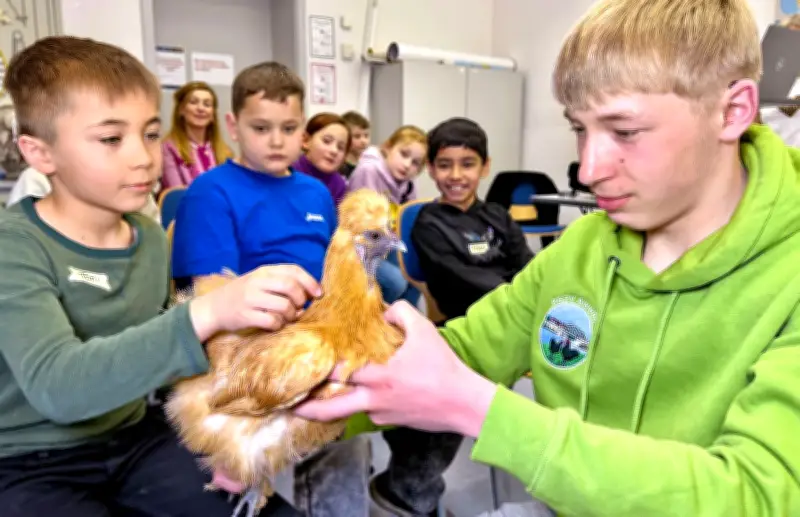 Hühner hautnah: Kreisvolkshochschule Bernburg bietet ungewöhnliche Schulstunde für Zweitklässler