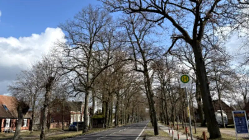 Historische Baumallee in Groß Breese: Konzept für Erhalt durch Neupflanzungen und Wegerückbau