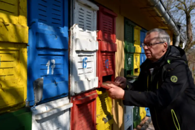 Honig-Boom im Burgenlandkreis: Regionale Imker kämpfen mit leeren Regalen