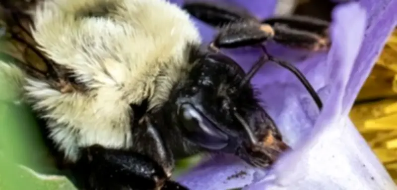 Hummeln unter Wasser: Wie Königinnen der Gemeinen Östlichen Hummel in Überschwemmungen überleben