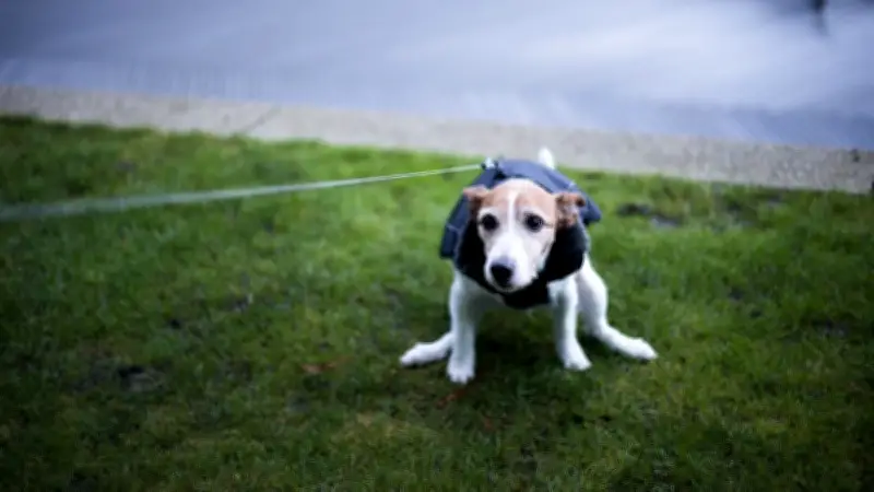 Hundeblick beim Gassi: Warum Ihr Vierbeiner Sie beim Geschäft fixiert