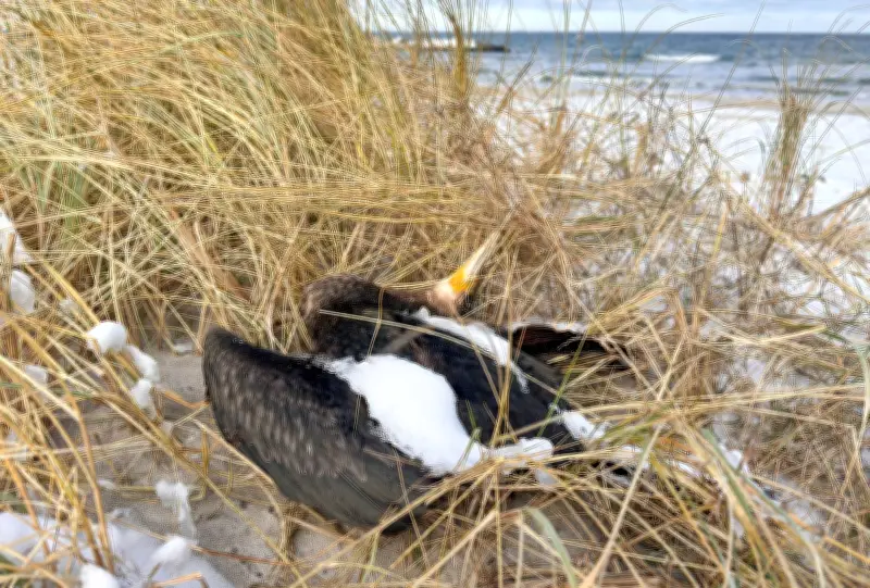 Hunderte Vogelkadaver in Stralsund beseitigt - Seeadler profitieren von Nahrungsangebot