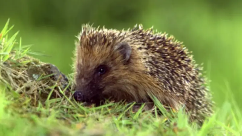 Igel im Garten: Wann Jungtiere wirklich Hilfe benötigen und wann man sie in Ruhe lassen sollte