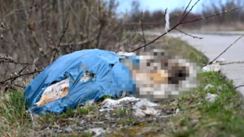 Illegale Entsorgung von Schafskadavern: Erneut massiver Ekelfund an A36 bei Aschersleben