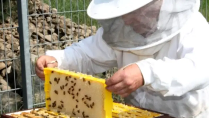 Imkerverein Templin sucht neue Mitglieder: Bienenhaltung als wichtiges Hobby für die Artenvielfalt