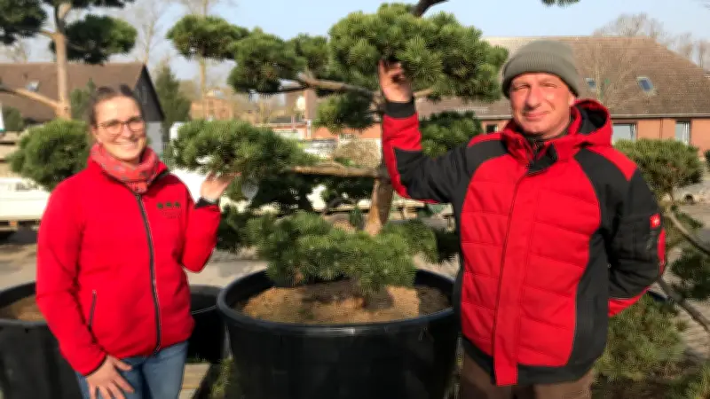 Imposante Gartenbonsais und Kiefernvielfalt: Eine Baumschule in Zickhusen lockt mit grünen Schätzen