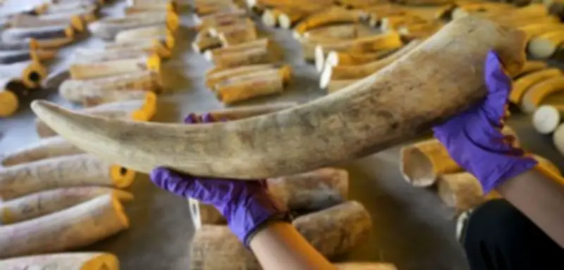 Indonesien: 15 mutmaßliche Wilderer nach brutaler Tötung von Sumatra-Elefanten festgenommen