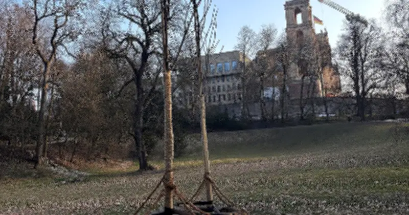 Innovative Baumpflanzung in München: Junge Eschen wachsen in historischen Baumstümpfen