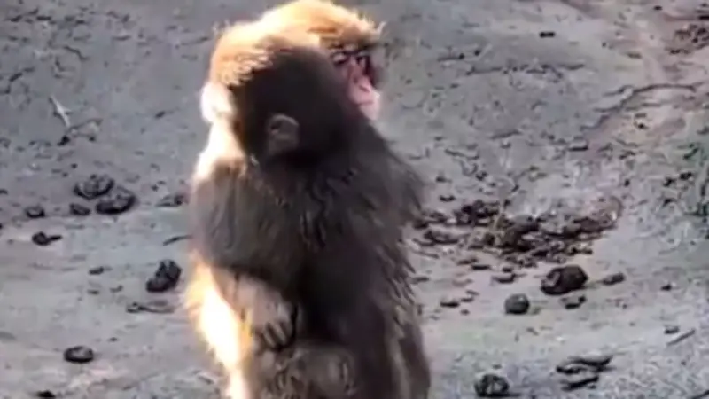 Internet-Äffchen Punch: Frisch verliebt und zum viralen Phänomen geworden