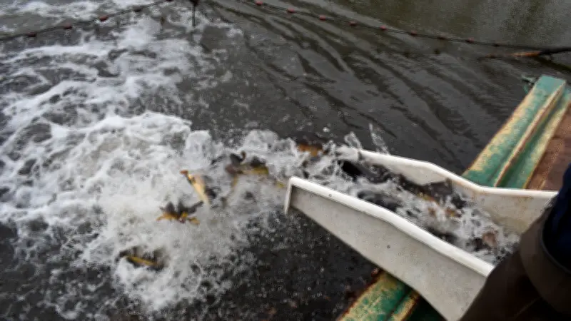 Junge Karpfen beleben Lewitz-Teiche: Hoffnung für traditionelle Fischzucht in Mecklenburg
