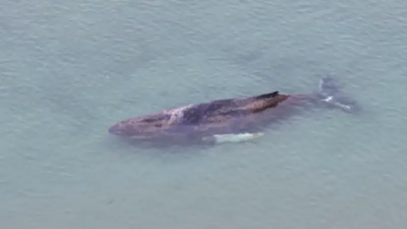 Junger Buckelwal in der Lübecker Bucht weiterhin in Notlage gefangen