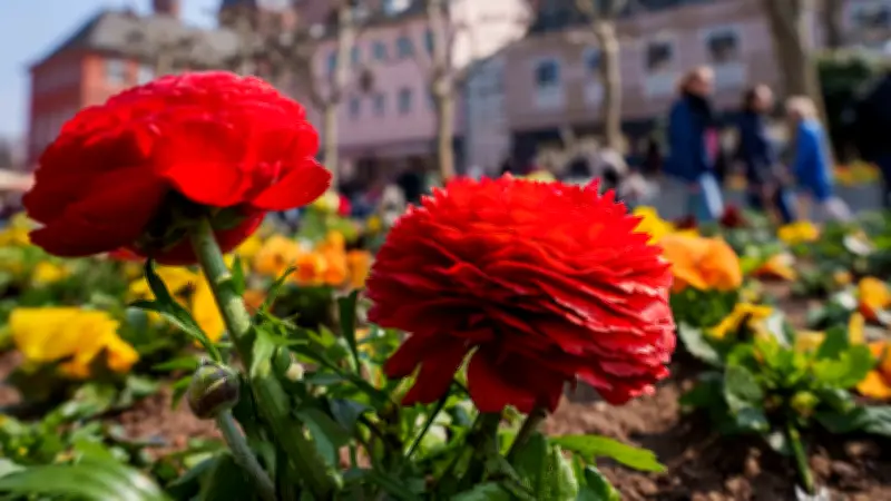 Kaltfront stoppt den Frühling: Von Sonnenschein zu Schnee und Frost