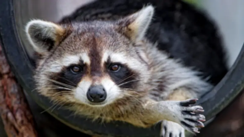 Kanadische Studie enthüllt: Waschbären sind strategische Mülltonnen-Knacker