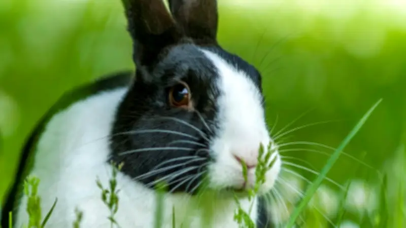 Kaninchen-Lebenserwartung: Wie alt werden die beliebten Kleintiere wirklich?