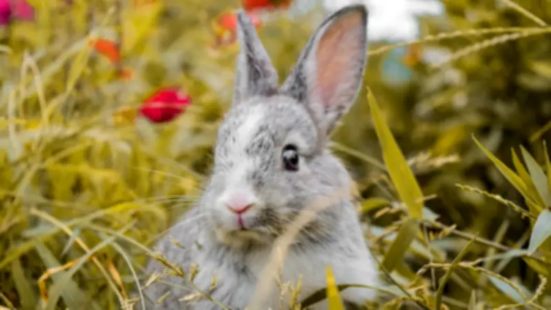 Kaninchen-Ohren als Kommunikationscode: Was die Löffel über Stimmung und Gesundheit verraten