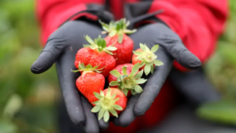 Karls Erdbeerhof startet mit Pop-Up-Erlebniswelt in Wernigerode vor dem großen Erlebnis-Dorf