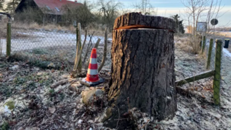 Kastanien-Fällung in Neddemin: Anwohner enttäuscht, Amt verweist auf Pilzbefall und Verkehrssicherheit