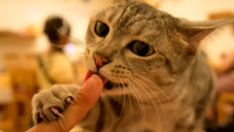 Katzenlecken entschlüsselt: Warum Stubentiger Hände und Gesicht abschlecken