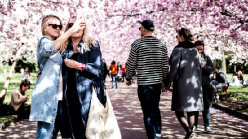 Kirschblüten-Spektakel 2026 an der Ostsee: Rekordbesuch auf Kopenhagener Friedhof erwartet